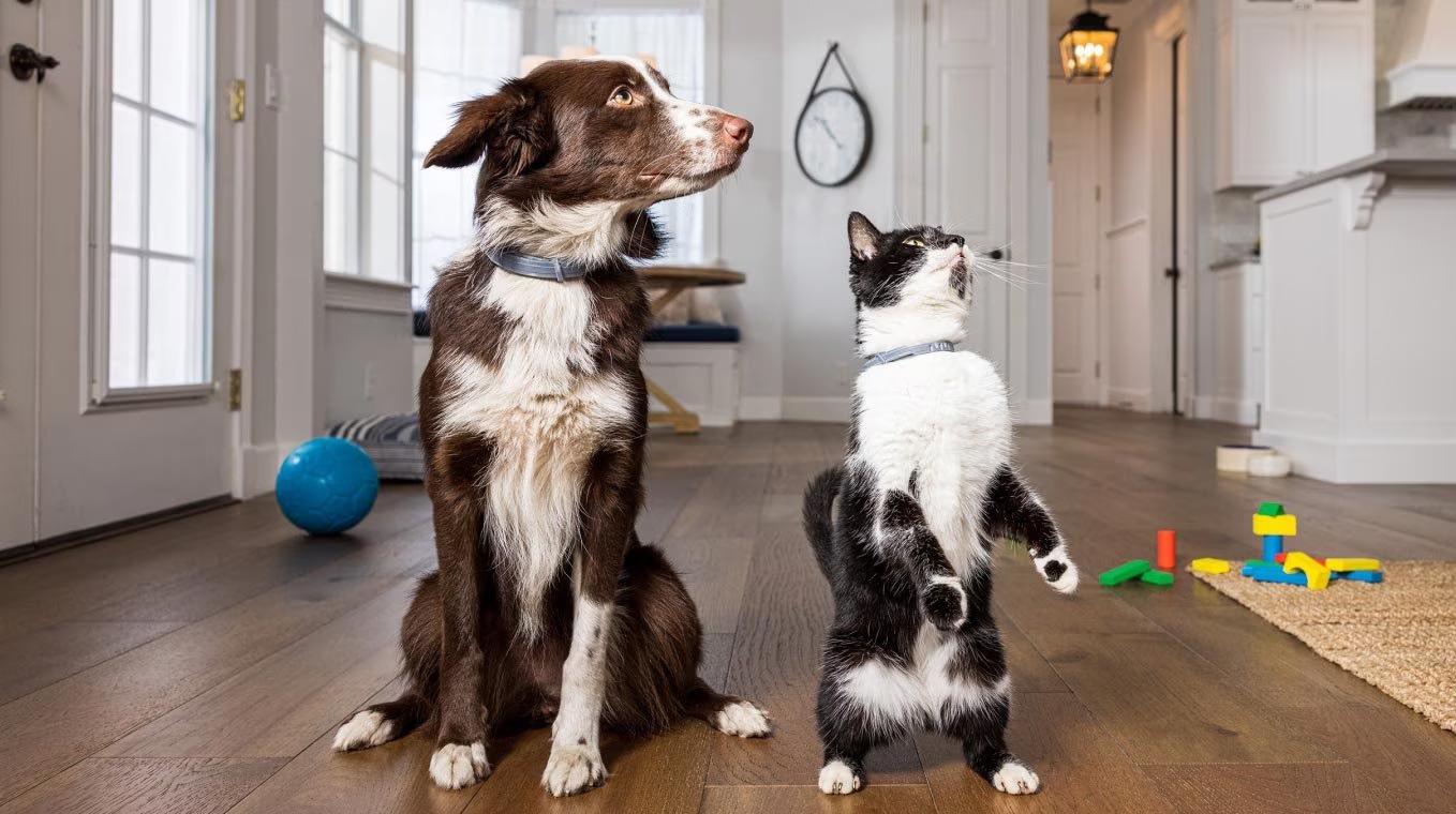 Katze und Hund geschützt durch Seresto