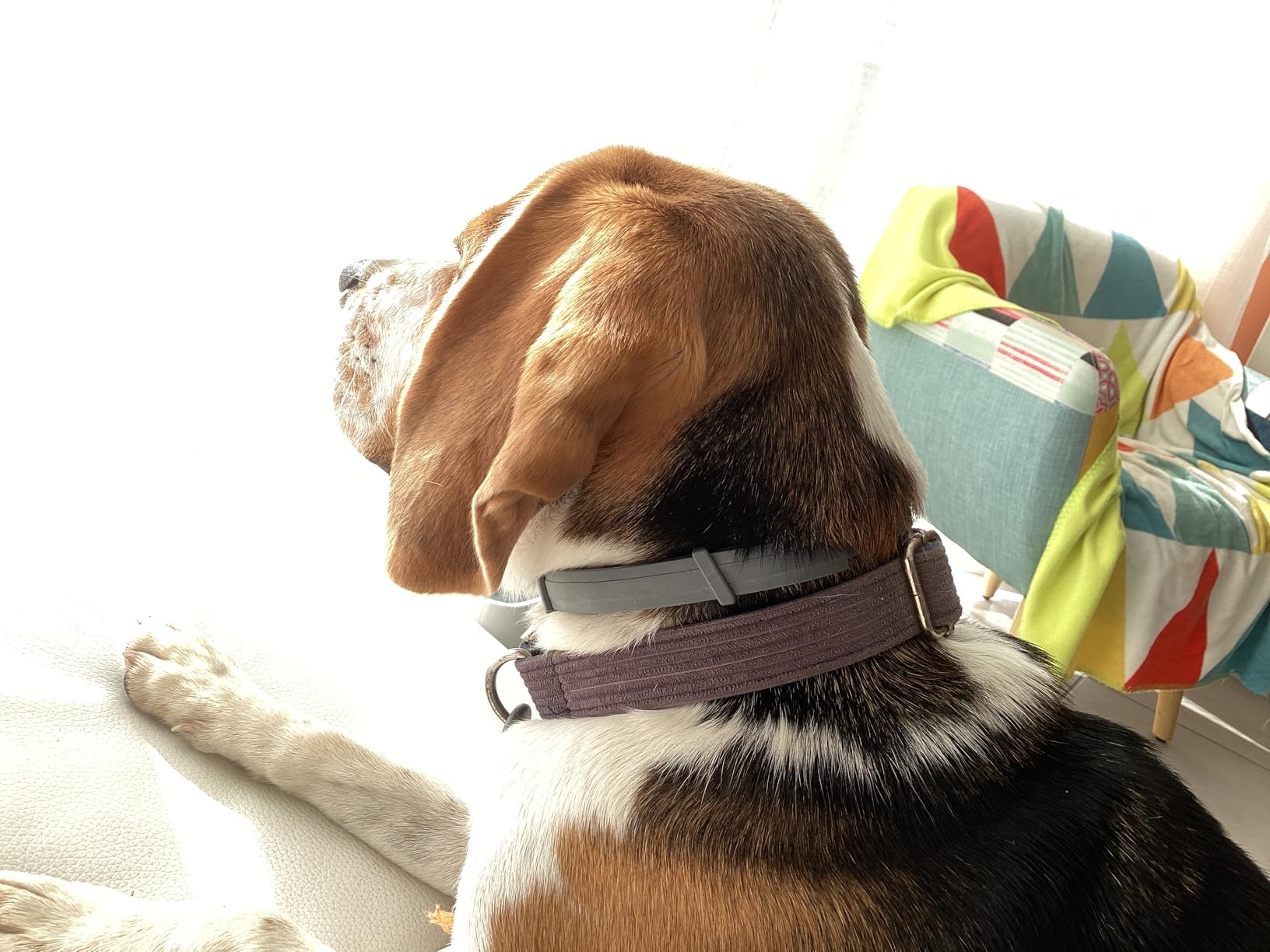 Seresto Halsband - Zecken- und Flohschutz fr Hunde und Katzen | Seresto DE