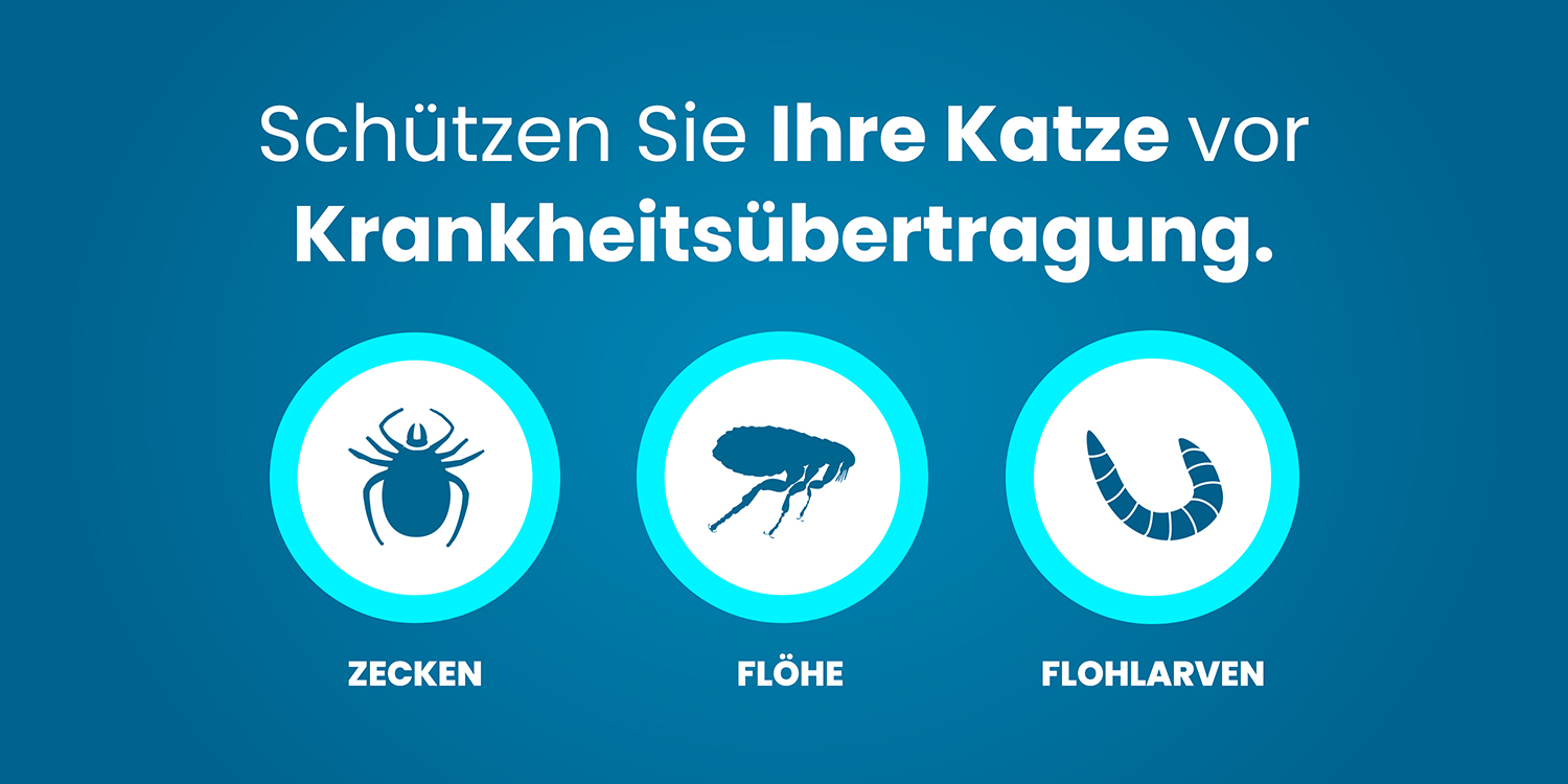 Katze in der Wohnung - Schutz vor Flöhen