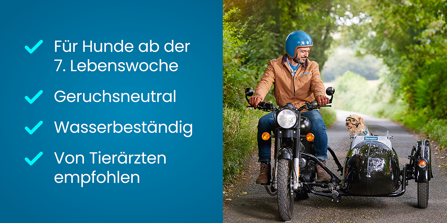 Glücklicher und geschützter Hund